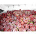 Economic crop fresh red grape